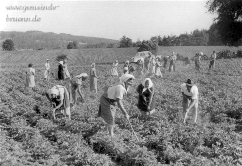 Kartoffelhacken am Brdner Rangen