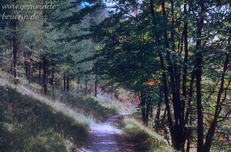 Waldweg am Kirchberg