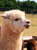 IMG-20180607-WA0045
