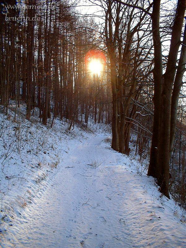Waldweg (Br�nner Berg)