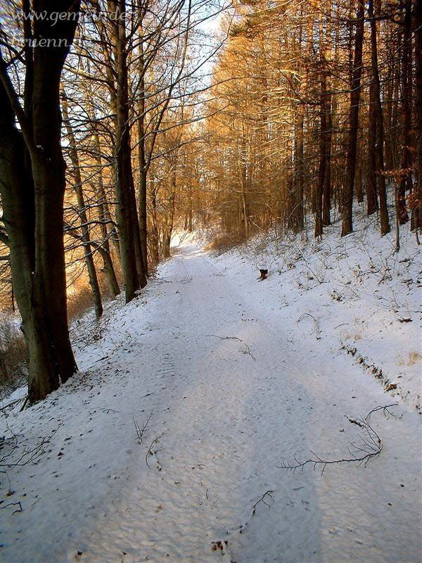 Waldweg (Br�nner Berg)