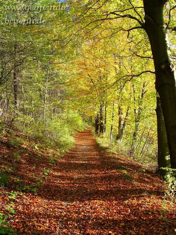 Waldweg am Brnner Berg